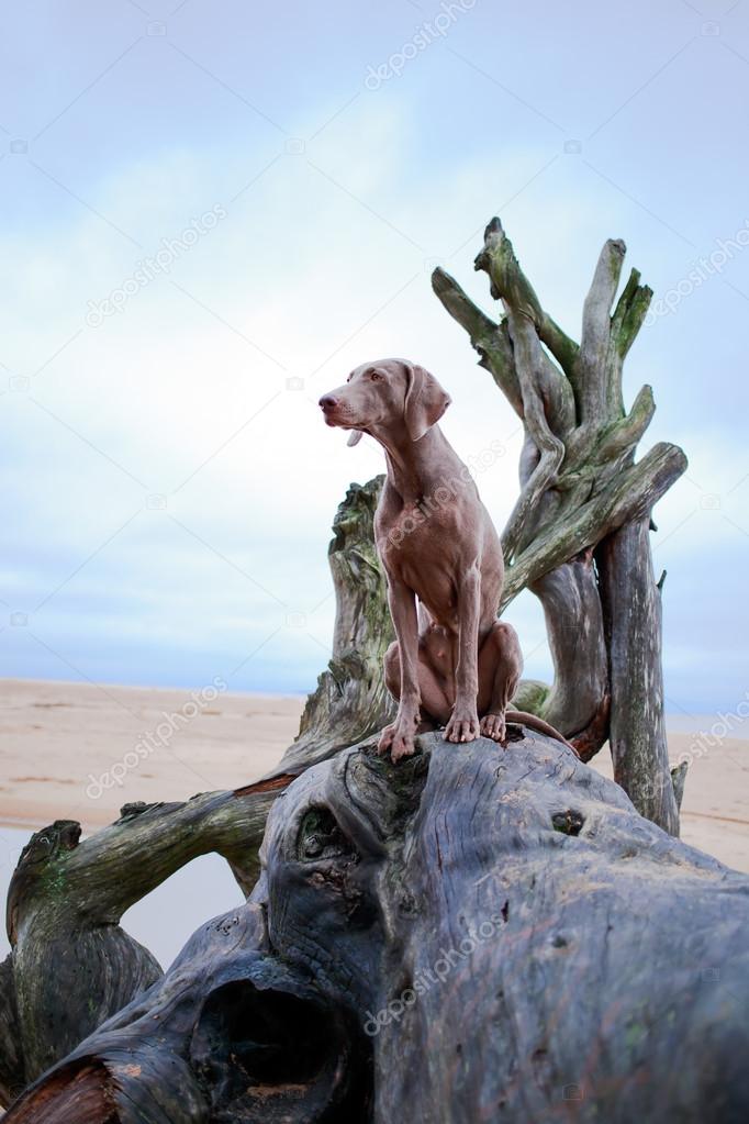 Dog and dry tree