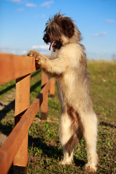 Pes v poli — Stock fotografie