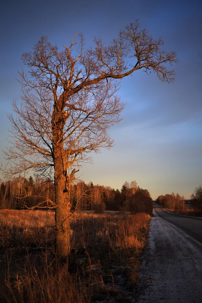 Strom — Stock fotografie