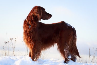 köpek alan içinde