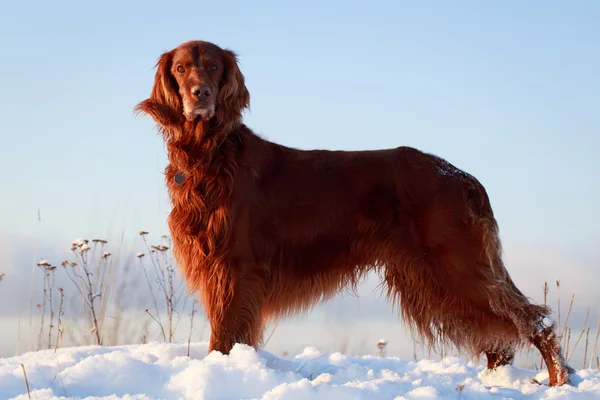 Hund im Feld — Stockfoto