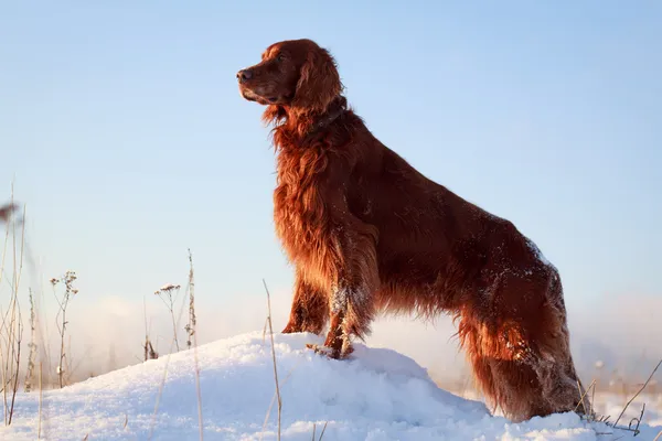 Cane in campo — Foto Stock