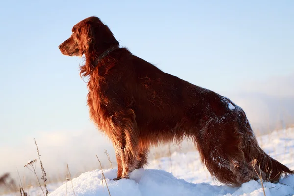 Hund i fältet — Stockfoto