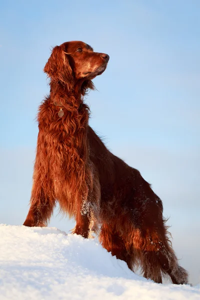 Hund im Feld — Stockfoto