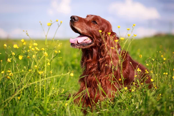 Hund i fältet — Stockfoto