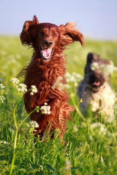 Dog in field — Stock Photo, Image