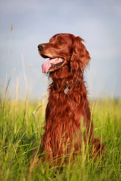 Hond in veld — Stockfoto