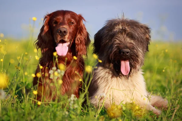 Hund im Feld — Stockfoto