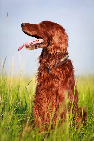 Hund i fältet — Stockfoto