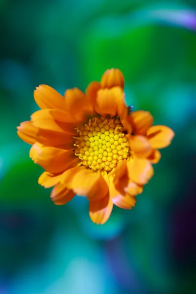 Flower — Stock Photo, Image