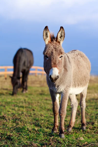 Asino e cavallo — Foto Stock