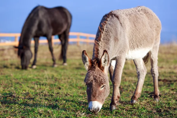 Donkey and horse — Stock Photo, Image