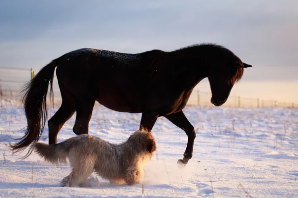 Cavallo e cane — Foto Stock