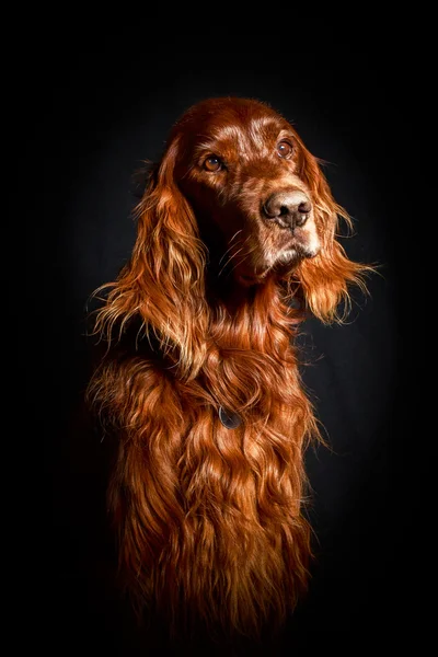 Cão vermelho — Fotografia de Stock