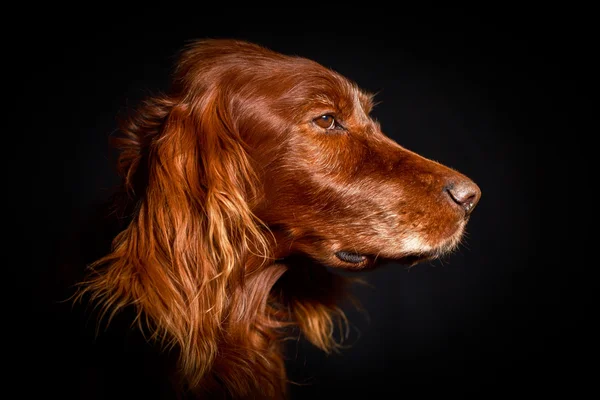 Cão vermelho — Fotografia de Stock