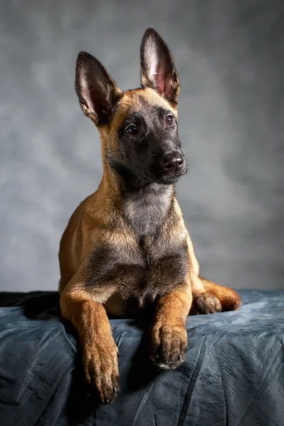 Animais — Fotografia de Stock