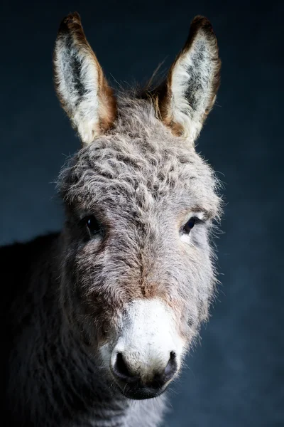 Animal — Stock Photo, Image