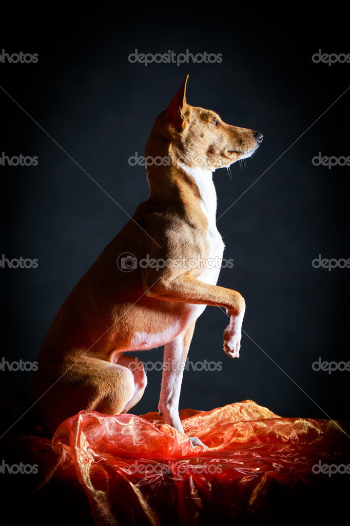 基因型的狗– 图库图片