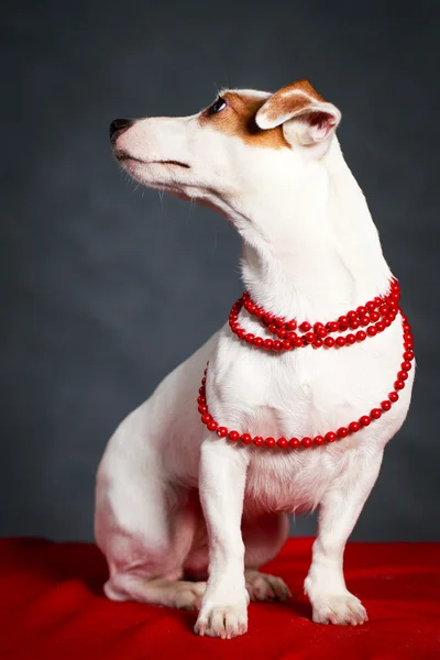 Terrier dog — Stock Photo, Image