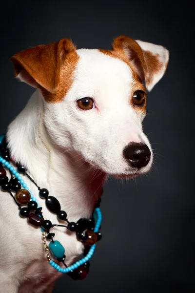 Terrier dog — Stock Photo, Image