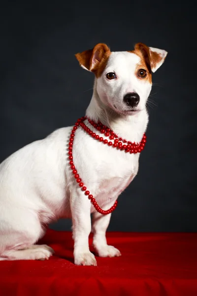 Terrier dog — Stock Photo, Image