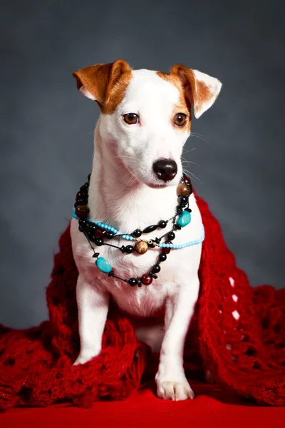 Terrier câine — Fotografie, imagine de stoc