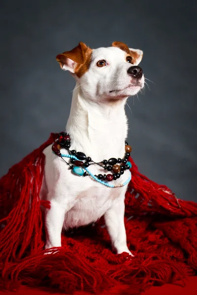 Terrier câine — Fotografie, imagine de stoc
