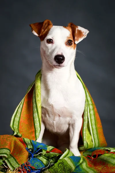 Pies terier — Zdjęcie stockowe