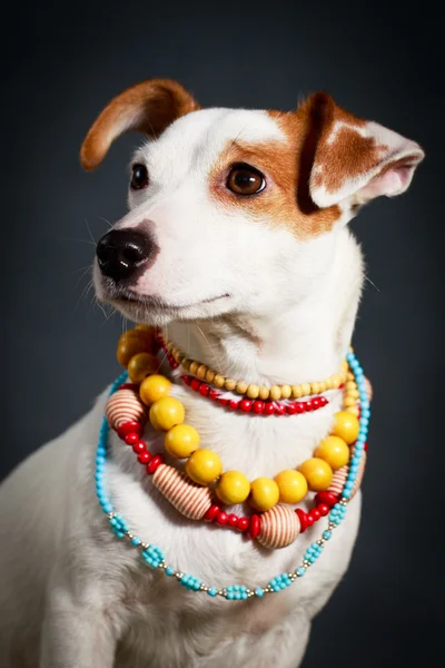 Terrier dog — Stock Photo, Image