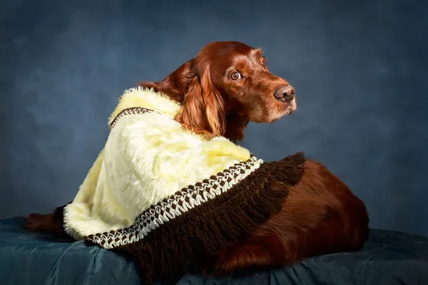 Rød hund – stockfoto