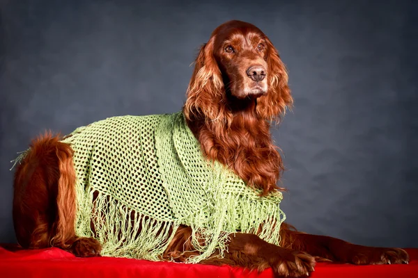 Kırmızı Köpek. — Stok fotoğraf