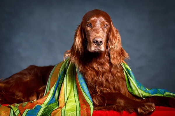 Rød hund – stockfoto