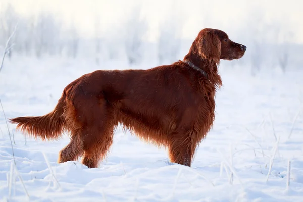 ROTE HUNDE — Stockfoto