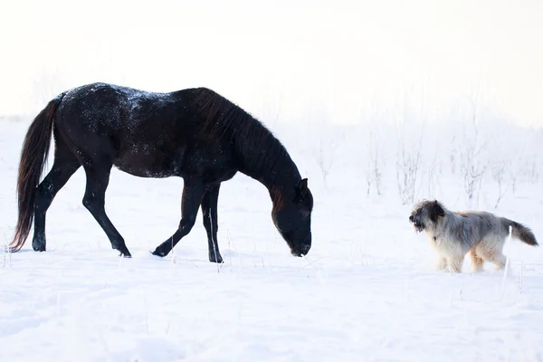 Black horse — Stock Photo, Image