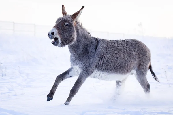 Burro. — Fotografia de Stock