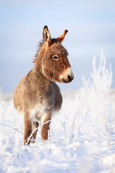 Burro. — Foto de Stock