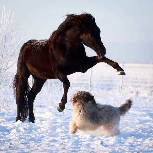 Cheval et chien — Photo