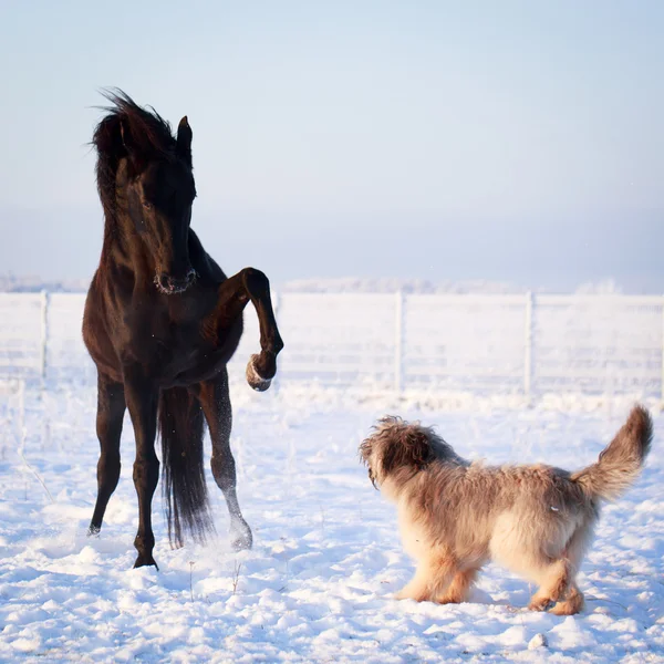 Horse and dog — Stock Photo, Image