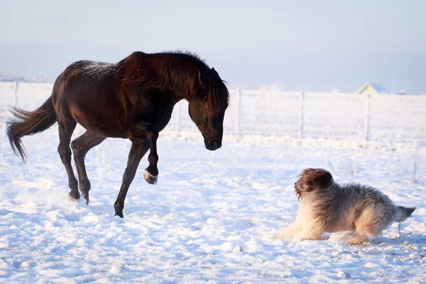 Cavalo e cão — Fotografia de Stock