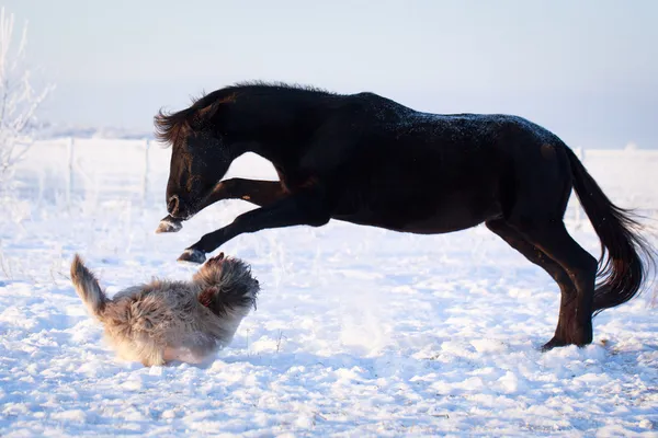 Paard en hond — Stockfoto