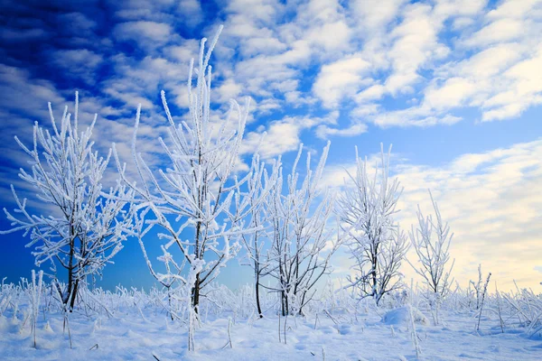 Frozen tree — Stock Photo, Image