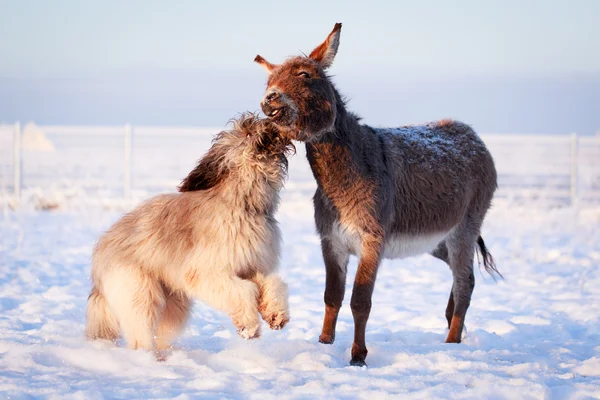 Hond en ezel — Stockfoto