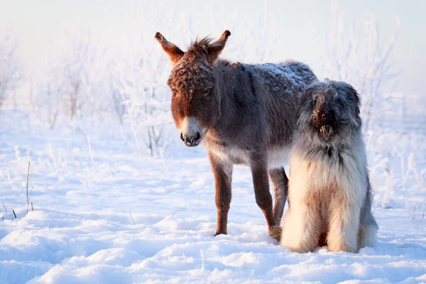 Perro y burro — Foto de Stock