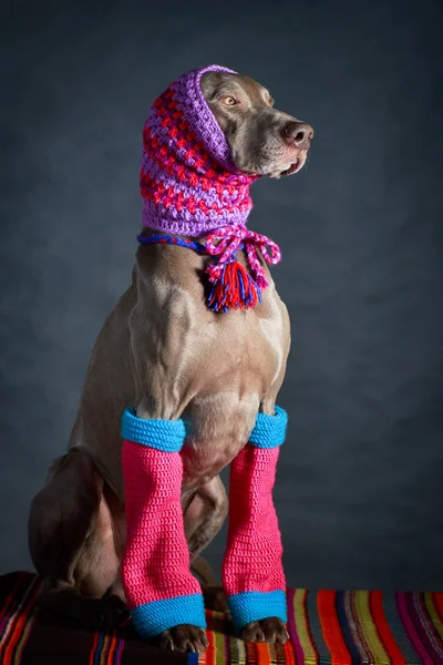 Dog in studio — Stock Photo, Image