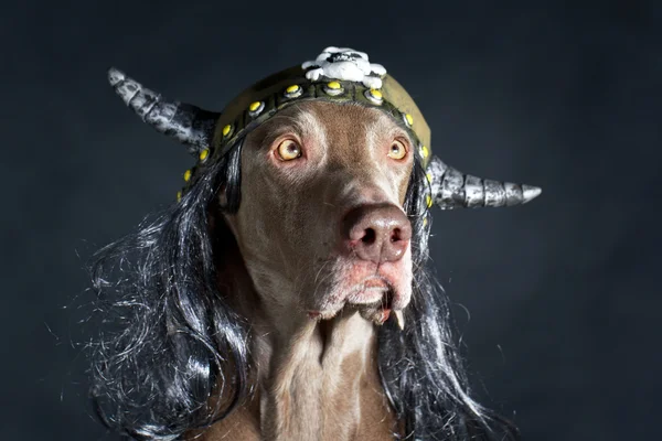 Dog in studio — Stock Photo, Image