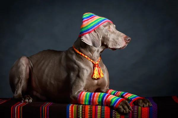 Cão no estúdio — Fotografia de Stock