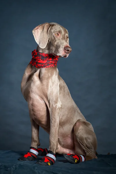 Hond in studio — Stockfoto