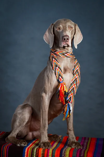 Hund i studio – stockfoto