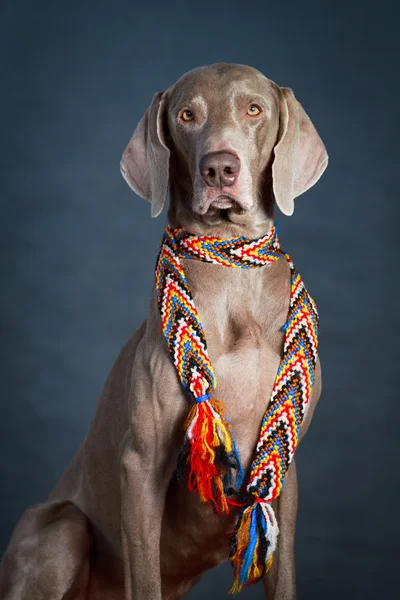 Perro en estudio —  Fotos de Stock