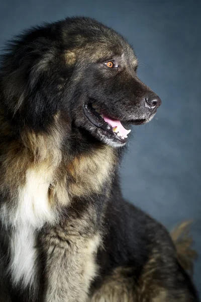 Grauer Hund — Stockfoto